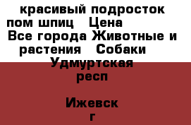 красивый подросток пом шпиц › Цена ­ 30 000 - Все города Животные и растения » Собаки   . Удмуртская респ.,Ижевск г.